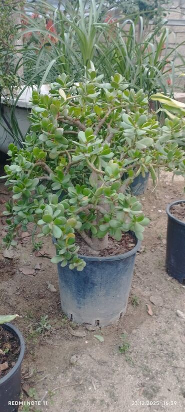 Otaq bitkiləri: Qablı dekorativ bitkilər - Portulacaria afra (fil qulağı/spekboom) – — 2