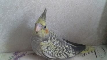 домашние попугаи корелла: Ручная девочка корелл один месяц
