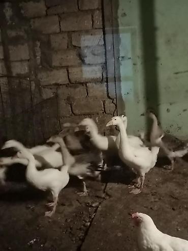 karella quslari: Satlıq qazlar. kuban qallari Şəkillərdə ağ və boz rəngli qazlar — 4