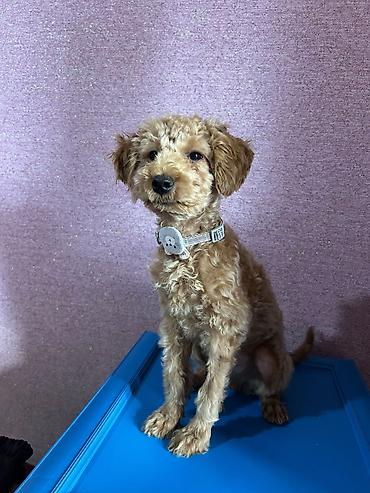 Heyvanlar üçün digər mallar: Toy Poodle, erkək, 4 aylıq. - Vaksinləri vurulub - Qurd dərmanı və — 4