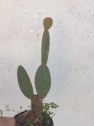 Kaktus: Kaktusi vise vrsta — 8