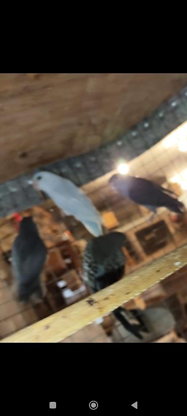 sevgi qusu: Folpus quşları dünyanın ən balaca quşları Varabınnıy papuqay Sevgi — 9