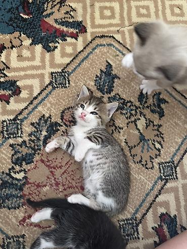 Продажа кошек: Отдадим в добрые руки 😊🌸 Мама котят - сибирская маскорадная ✨ Родились — 4