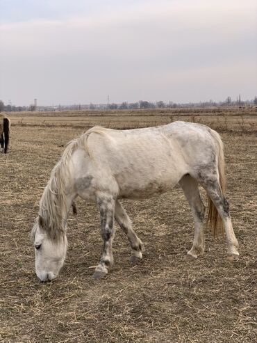 Лошади, кони: Продаю | Кобыла (самка) | Рабочий — 4