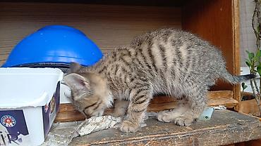 Кошки: Самка, В добрые руки, Бесплатная доставка — 3