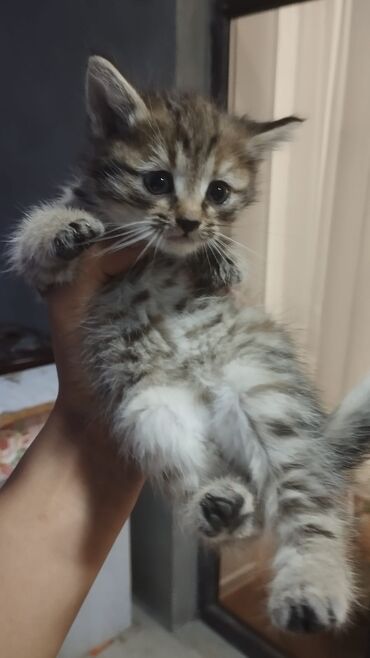 Pişiklər: Türk anqora -da lalafo.az — 22 Pişiklər: Türk anqora — 22