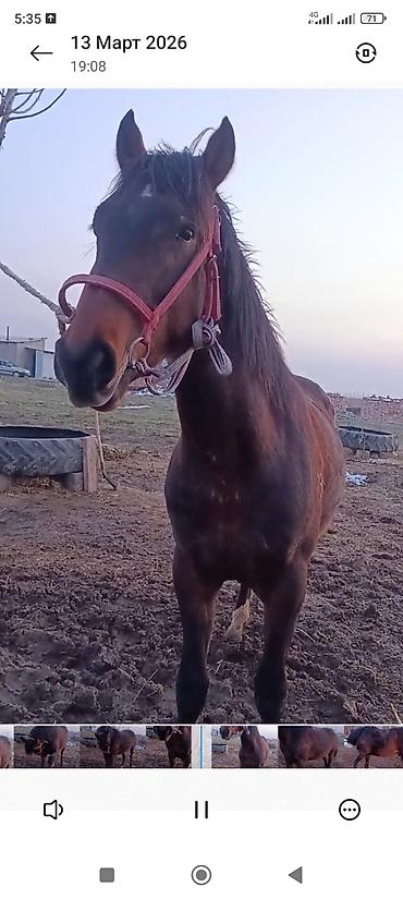 Лошади, кони: Продаю | Жеребец | Рабочий — 5