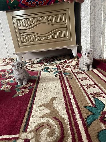Үй жаныбарлары: Скотиш Фолд (Шотландиялык шалпаң кулак), 2 айлык, Ургаачы, Лотокко барууга үйрөтүлгөн — 3