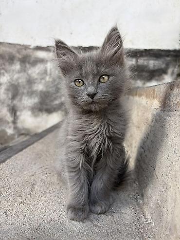 Продажа кошек: Беспородная, 2 месяца, Мальчик — 3