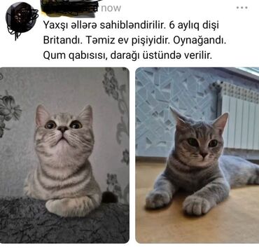 pişik sahiblendirme: Britan, Dişi, Yaxşı əllərə, Ünvandan götürmə