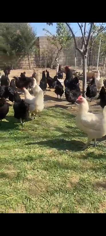 tovuz quşu qiyməti: Avstralop toyuqları böyükləri 30 manatdan 3 aylıqları 10 manat ay — 3