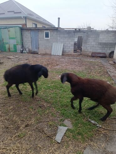 Бараны, овцы: Продаю | Ягненок, Баран (самец) | Арашан | На забой, Для разведения, Для шерсти | Племенные, Осеменитель — 4
