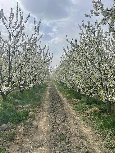 quba: 2500 sot, Kənd təsərrüfatı, Kupça (Çıxarış) — 9