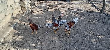 Toyuqlar: Toyuq, Damazlıq — 5