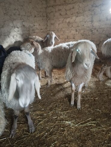 Другие животные: Козу кочкор сатылат 8 баш 7.8.Айлыктар Крук 19минден жакшы куйрукту — 7