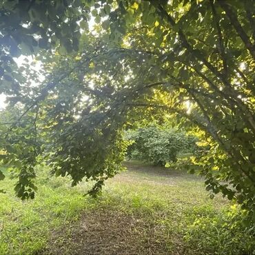xacmaz heyet evleri: TƏCİLİ SATİS🚨BARTER VAR🚙OĞUZ RAYONU🏞️ 🌳 XAÇMAZ KƏNDİ🌲 TURİZİM ƏRAZİSİ