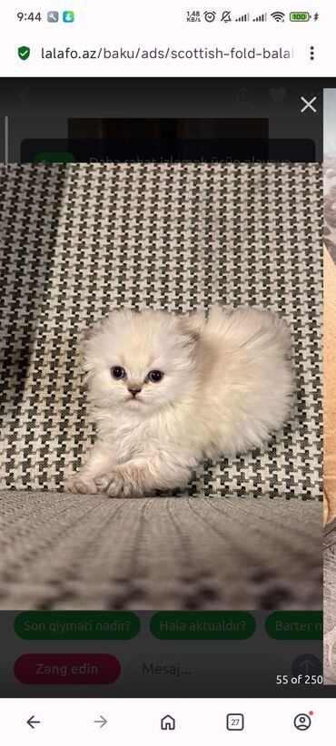 Pişiklər: Britan yastı qulaq, Erkək, Dişi, Yaxşı əllərə, Ünvandan götürmə, Pulsuz çatdırılma, Ödənişli çatdırılma — 40