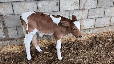 Коровы, быки: Продаю | Бык (самец) | Симментальская | Для разведения — 8