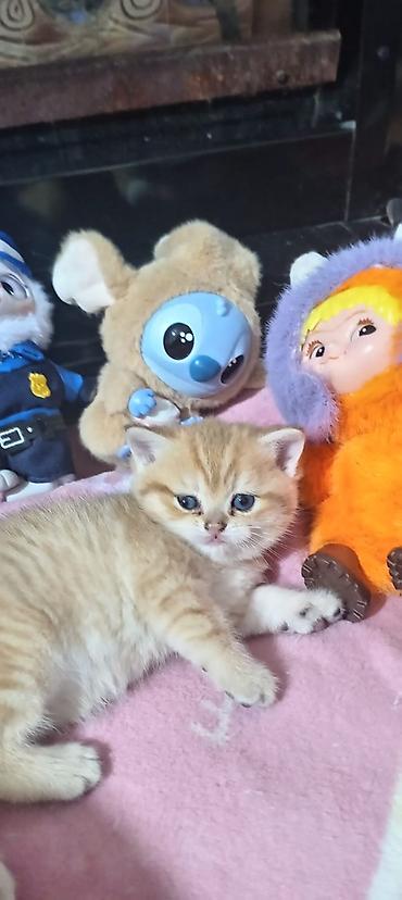 Pişiklər: Britan, Yaxşı əllərə — 3