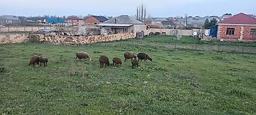 hind quşu cucesi: Qoyun sürüsü – kənd təsərrüfatı və damazlıün - Növ: Yerli qoyunlar — 2