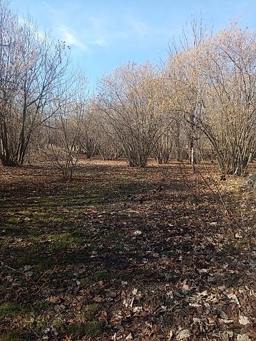 Torpaq sahələrinin satışı: Kənd təsərrüfatı — 9