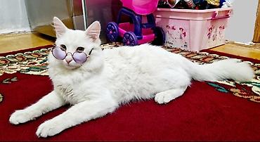 Pişiklər: Türk anqora, Erkək — 4