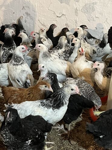 Toyuqlar: Toyuq, Yumurtalıq, Ünvandan götürmə