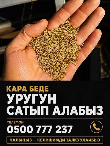 plaud note: Куплю семена люцерны, очищенные через пектус без примесей, хорошего — 1