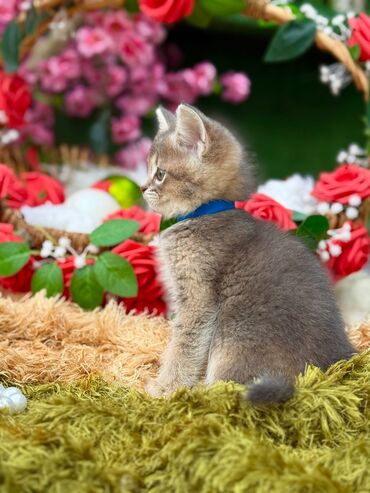 Pişiklər: Cins Paroda pişikləri. Şotland, Britan, Pers. Rəngləri də cür bə cür — 11