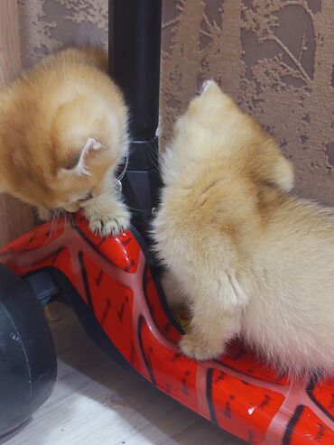 Pişiklər: Qızıl şinşilla, Erkək, Dişi, Yaxşı əllərə, Ünvandan götürmə -da lalafo.az — 21 Pişiklər: Qızıl şinşilla, Erkək, Dişi, Yaxşı əllərə, Ünvandan götürmə — 21