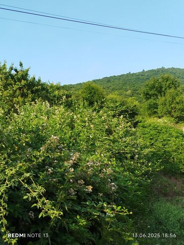 Torpaq sahələrinin satışı: 186 sot, Tikinti, Maklerlər narahat etməsin, Kupça (Çıxarış)