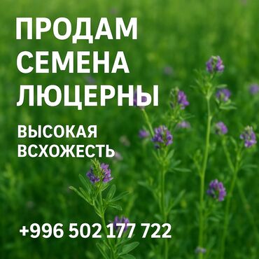 детская кровать 7 в 1: Уруктар тоют өсүмдүктөрүнүн: Беде, Өзү алып кетүү
