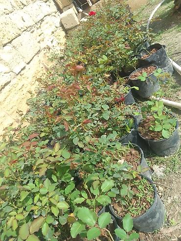 güllü tort: Floribunda 4 fəsillik həmişə yaşıl qızıl güllər satılır . bu qızıl — 6