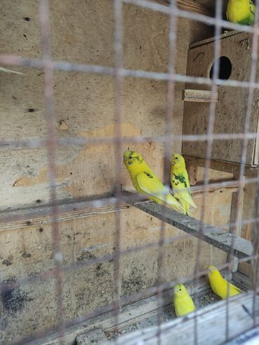 Tutuquşları: Korella Karella tutuqusu papuqay sevgi quşu nerazlucnik valnist 14 — 9