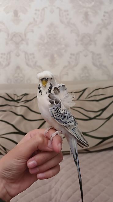 cucelerin satisi: Növ: Yaponeç erkək tutuquşu Rəng: Ağ-göy-qara Qəfəs ilə bir yerdə — 3
