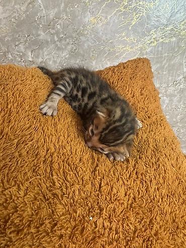 bengal pişik: Benqal — 1