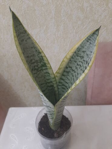 dəmir tikanı bitkisi: Sansevieria (Qaynana dili) – dekorativ otaq bitkisi - Növ