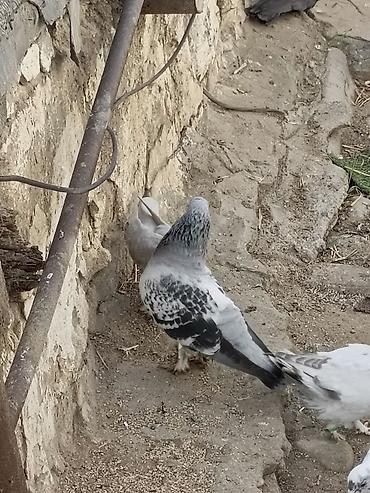Quşlar: Orginal Hazır Yumurtaya Döyən boz çakmaklılar Satışa çıxdı. Quş çox — 4