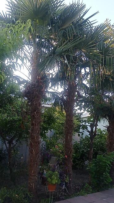 helba bitkisi faydaları: Satılır: dekorativ palma ağacları (Trachycarpus türü) 12 illik palma — 3