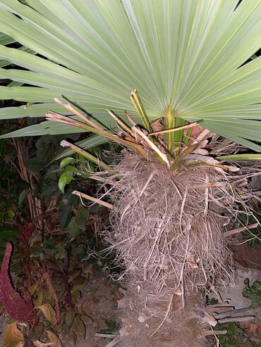 otaq bitkileri: Palma agacı datılır. Salam. Tərtər şəhərindədir ağac. Çatdırılma da