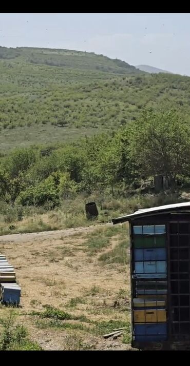 Bal: Məhsul: Kəlbəcər dağlarından toplanmış arı məhsulları Təsvir: - — 2