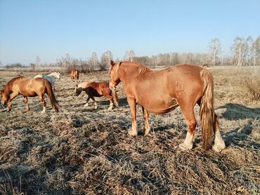 продажа лошадей в россии: Лошади, кони