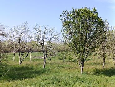 bağça satılır: 60 sot, Kənd təsərrüfatı, Mülkiyyətçi, Kupça (Çıxarış), Bələdiyyə — 2