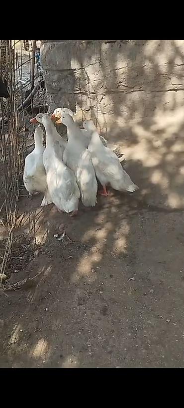 balaca akvarium qiymeti: Dişi, | Kuban, Ətlik, Rayonlara çatdırılma — 3