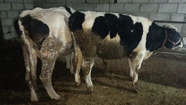 Коровы, быки: Продаю | Бык (самец) | На откорм | Привязанные — 4