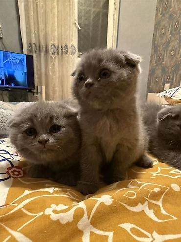 Pişiklər: Şotland yastı qulaq — 4