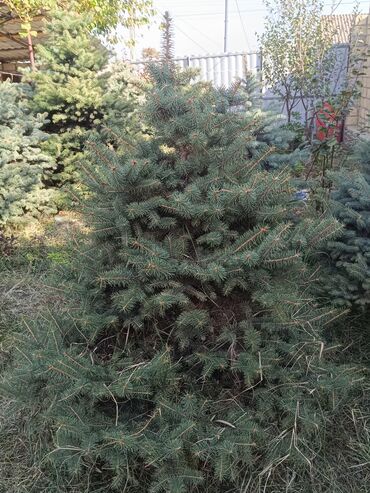 Ağaclar: Qiyməti 1 meteresi 80 AZN çox götüren olsa qiymət dəyişəcək qiyməti 2 — 7