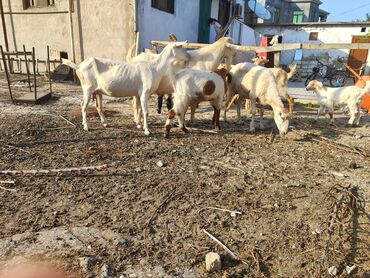 K/t heyvanları üçün mallar: Dişi, Hələb, il: 1, Südlük