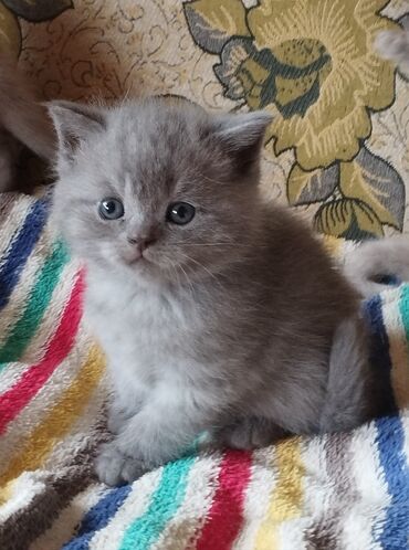британская лиловая кошка: Продаются чистокровные Британские котята лилового и голубого окраса