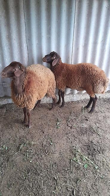 Qoyunlar – yerli ətlik tip - Növ: yerli ətlik qoyunlar lalafo.az -da Qoyunlar – yerli ətlik tip - Növ: yerli ətlik qoyunlar